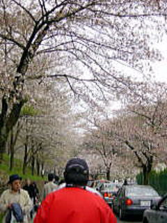 04.04.11-4.JPG